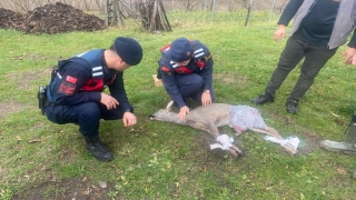 Sakarya’da köpeğin saldırısı sonucu yaralanan karaca tedavi altına alındı