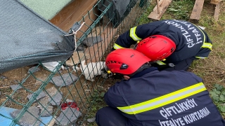 Yalova’da kafası çitlere sıkışan yavru köpeği itfaiye kurtardı