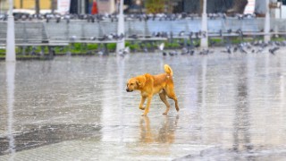 Sakarya ve Bolu’da sağanak etkili oluyor