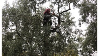 Yalova’da zeytinciliği geliştirmek için seferber oldular