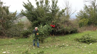 Kocaeli’de doğal olarak yetişen defne, kırsalda yaşayanlara gelir kapısı oldu