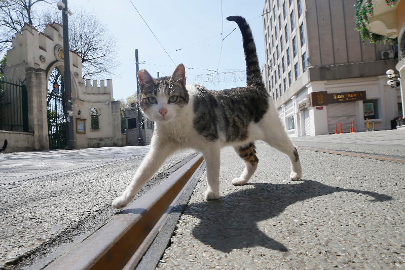 Sokağa çıkma kısıtlaması ikinci gününde Sultanahmet Meydanı