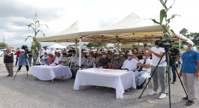 Sakarya’da geliştirilen yerli ve milli silajlık mısır ”Aga” tanıtıldı