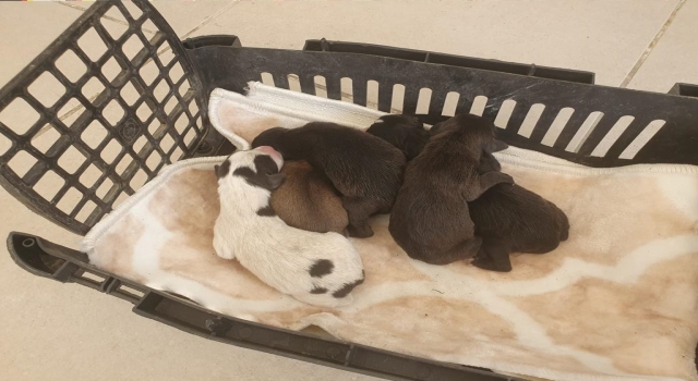 Çöp konteynerinde bulunan yavru köpekler koruma altına alındı