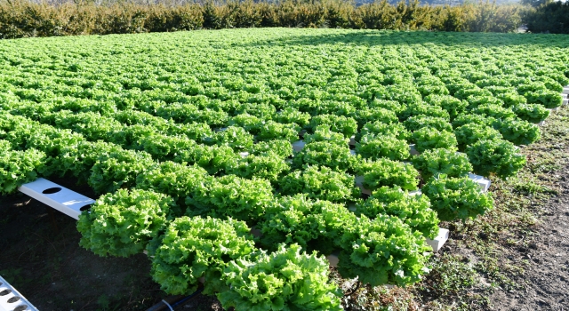 Çanakkaleli kadın çiftçi topraksız tarımla marulun yetişme süresini kısalttı