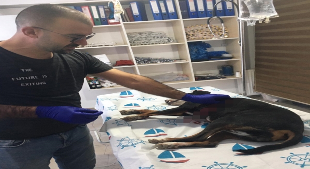 Bilecik’te inşaat demiri saplanan av köpeği tedaviye alındı