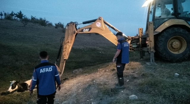 Kırklareli’nde çamura saplanan ineği AFAD ekipleri kurtardı