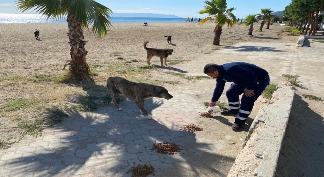 Tekirdağ Büyükşehir Belediyesi ekipleri sokak hayvanlarını besliyor