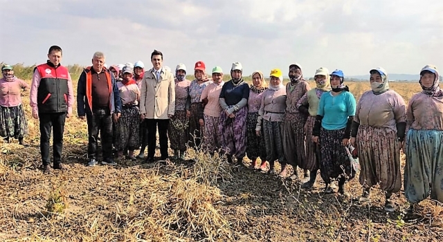 Balıkesir’de Don Kazaklarının mirası fasulyenin hasadına başlandı