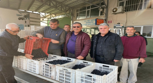 Mürefte Zeytin Kooperatifi zeytin alımlarına başladı