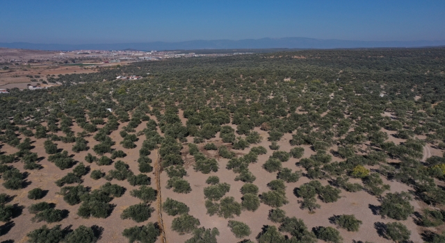 Balıkesir’in körfez ilçelerinde zeytinyağında yüksek verim sevinci