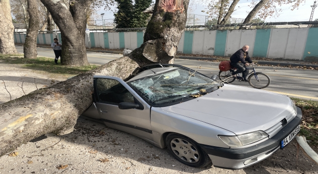 Sakarya’da şiddetli lodosta devrilen ağaç otomobillere zarar verdi