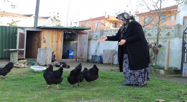 Sakarya’da kümese giren sahipsiz köpekler, tavukları telef etti