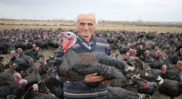 Tekirdağ’da yetiştirilen hindiler birçok ile gönderiliyor