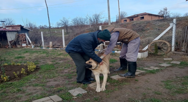 Pazaryeri’nde kedi ve köpeklere mikroçip uygulanması