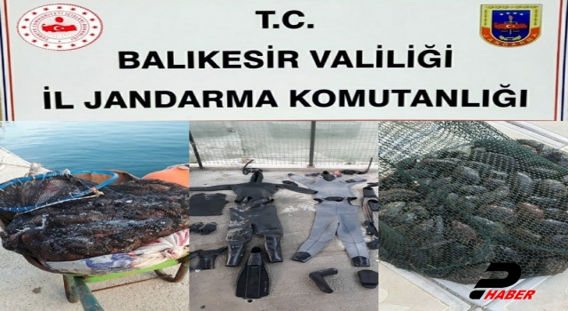 Balıkesir'de deniz patlıcanı operasyonu