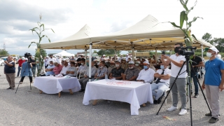 Sakarya’da geliştirilen yerli ve milli silajlık mısır ”Aga” tanıtıldı