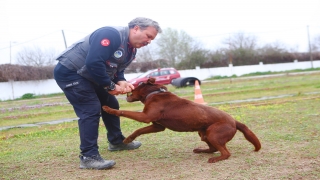 Arama kurtarma köpekleri eğitimlerle göreve hazırlanıyor