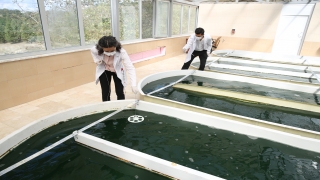 Sakarya Üniversitesi astronot yiyeceği ”spirulina” üretip pazarlıyor