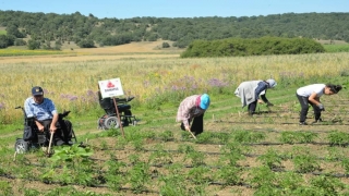 Bilecikli engelliler ektikleri mahsulu topladı