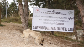 Pazaryeri’nde 4 Ekim Hayvanları Koruma Günü dolayısıyla etkinlik düzenlendi