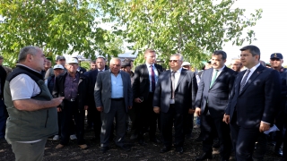Edirne’de bozuk orman arazisinde yetiştirilen cevizler hasat edildi