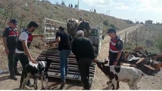 Balıkesir’de çalınan büyükbaş hayvanları jandarma buldu