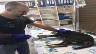Bilecik’te inşaat demiri saplanan av köpeği tedaviye alındı