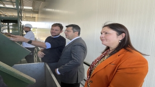 Edirne Valisi H.Kürşat Kırbıyık Uzunköprü’de ceviz hasadına katıldı