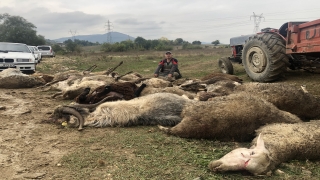 Bursa’da sahipsiz köpeklerin saldırdığı 41 küçükbaş hayvan telef oldu