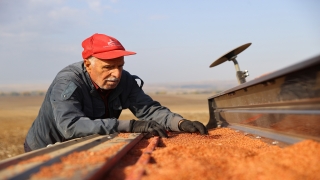 Edirne’de buğday ekimi başladı