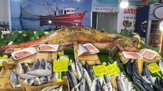 Edirne’de 90 kilogram ağırlığında yayın balığı tutuldu