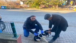 Edirne’de kuduzla mücadele kapsamında aşılama çalışması yapılıyor