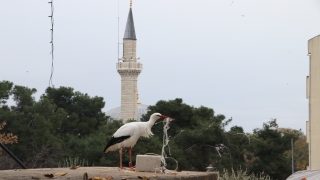 ”Leylek Yaşar” havaların soğumasına karşın Tekirdağ’ı terk etmedi