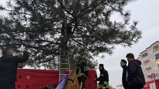 Tekirdağ’da dolandırıldığını iddia ederek tepki için ağaca çıkan kadını ekipler ikna etti