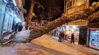 Bursa’da devrilen ağaç iş yerlerine zarar verdi