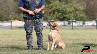 Sokak köpekleri, hassas burunlarını kayıpları bulmak için kullanacak