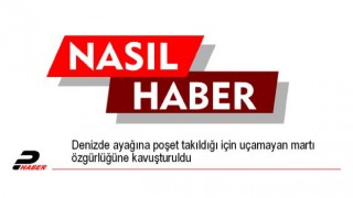 Denizde ayağına poşet takıldığı için uçamayan martı özgürlüğüne kavuşturuldu